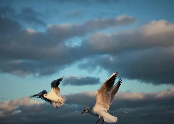 아파트 Z Prywatnym, Krytym Basenem